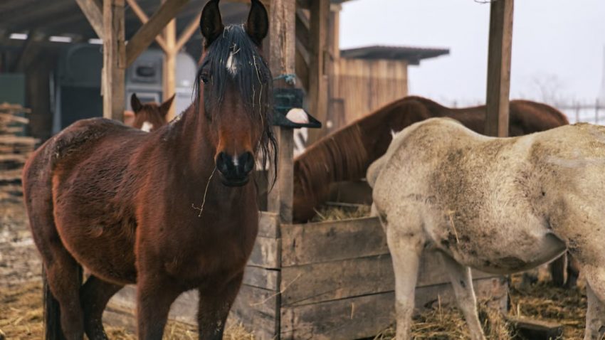 Horses in a rustic stable setting in Garešnica, Croatia.